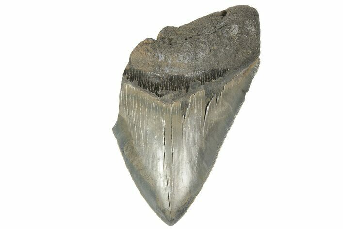 Partial, Fossil Megalodon Tooth - Sharply Serrated #170338